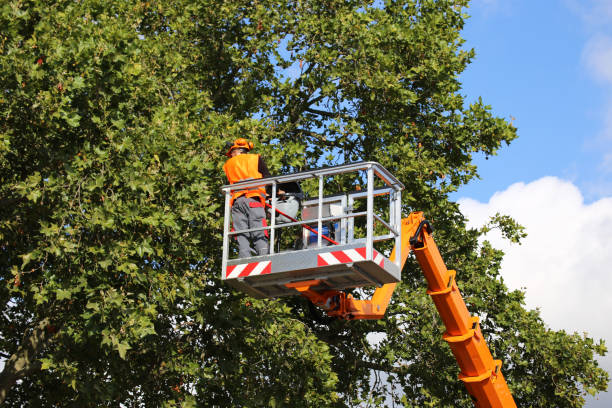 Best Tree Trimming and Pruning  in Apollo, PA