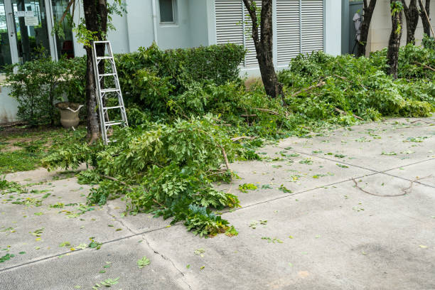 Apollo, PA  Tree Services Company