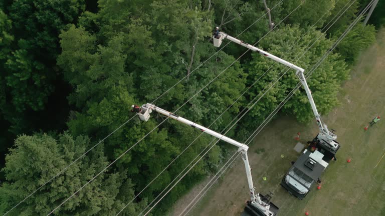 Best Hedge Trimming  in Apollo, PA