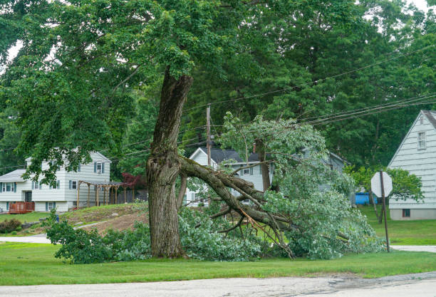 Best Tree Cabling and Bracing  in Apollo, PA