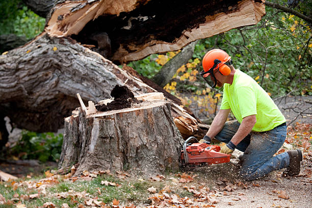 Best Arborist Consultation Services  in Apollo, PA