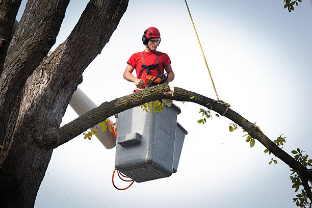 Best Root Management and Removal  in Apollo, PA