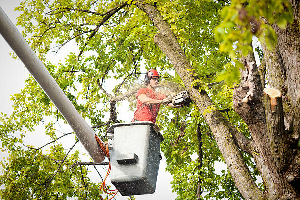 Why Choose Our Tree Removal Services in Apollo, PA?