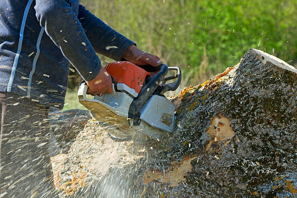 Best Stump Grinding and Removal  in Apollo, PA