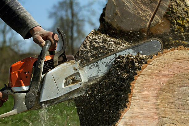 Best Fruit Tree Pruning  in Apollo, PA